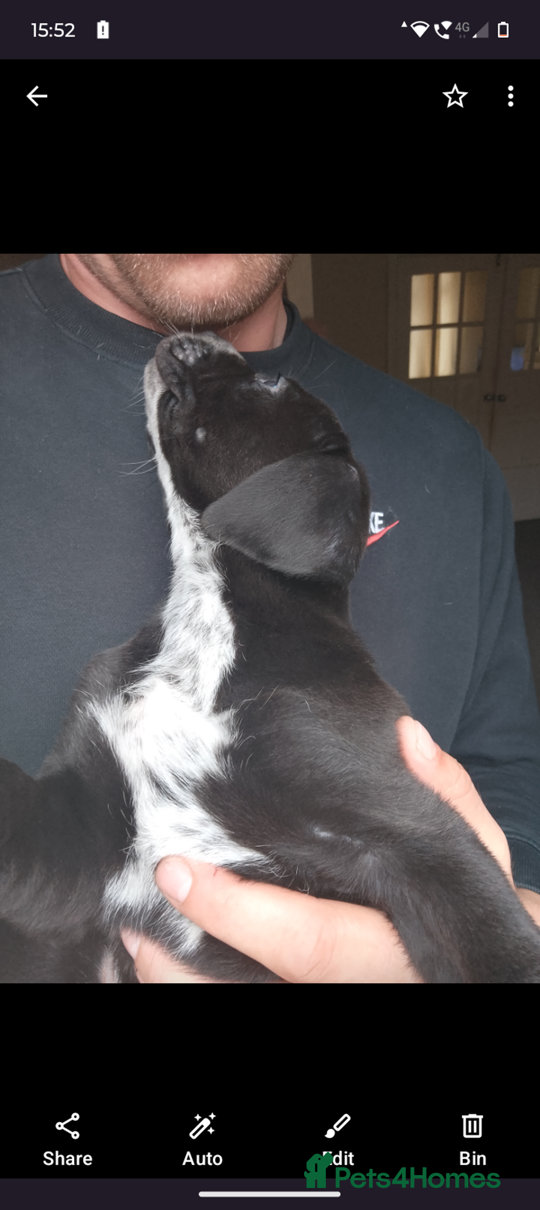 Mixed Breed dogs for sale: American Bulldog x Dobermann - Image 5
