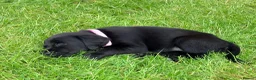 Cockerdor dogs for sale: Working Cockador Pups chocolate black white  - Advert 8