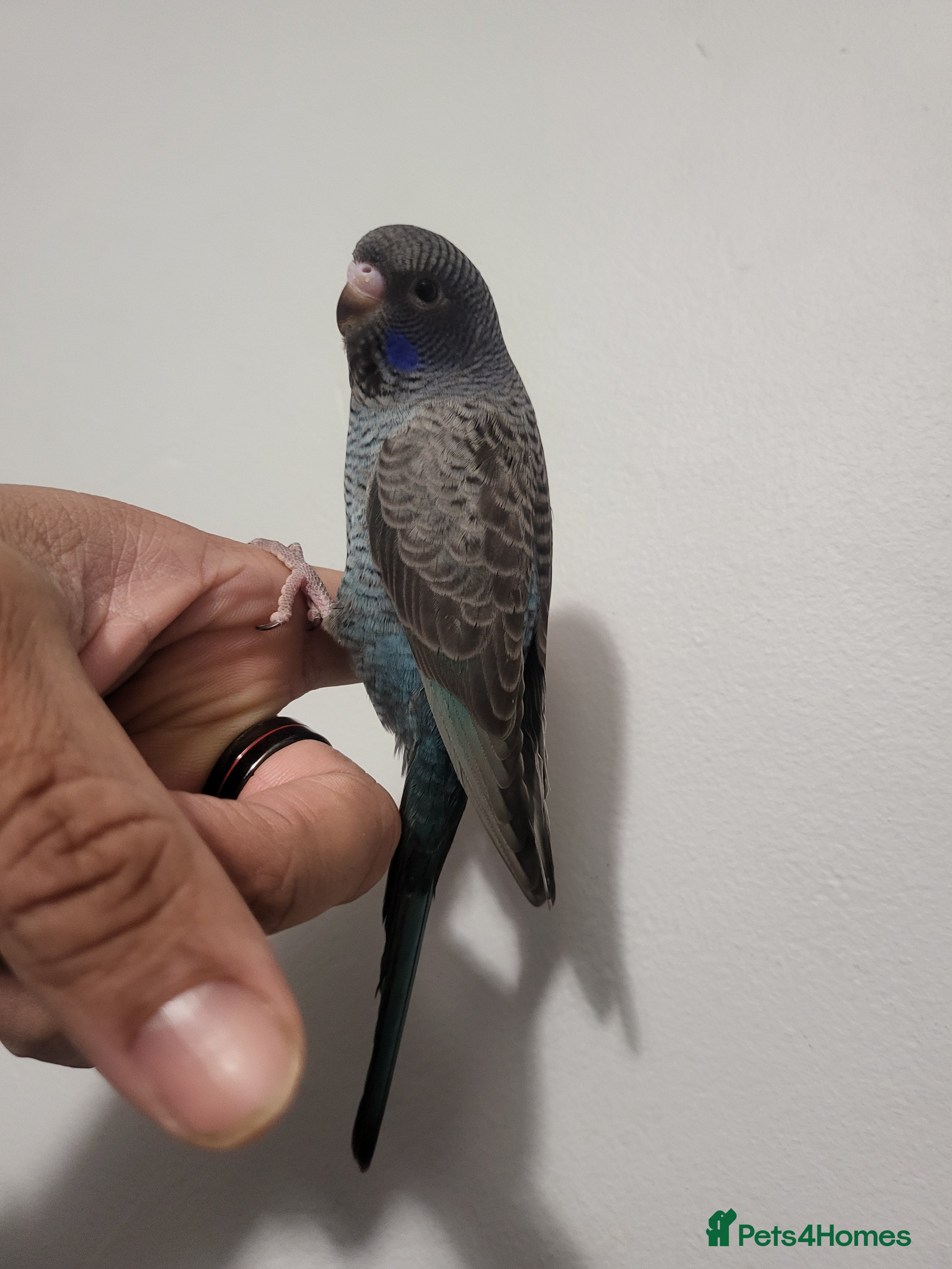 Budgerigars birds Blackface/blackwing - Advert 19