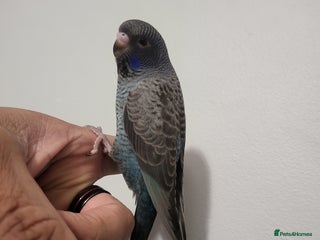 Budgerigars birds Blackface/blackwing - Advert 1