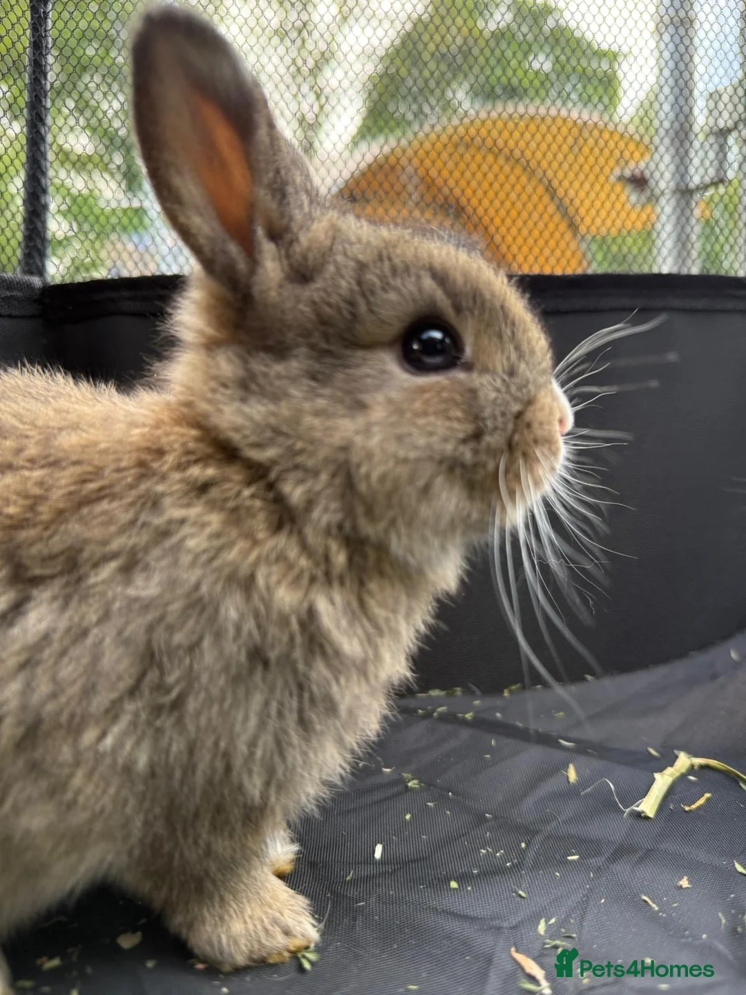 Mini Lop rabbits for sale: 🐰 Pure Bred Mini Lop Bunnies 🐰 - Advert 2