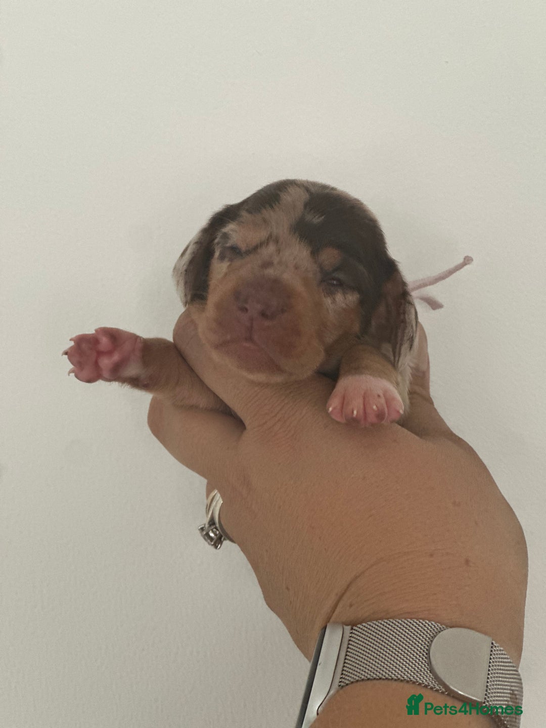 Miniature Dachshund dogs for sale: Smooth haired Miniature Dachshund - Image 15