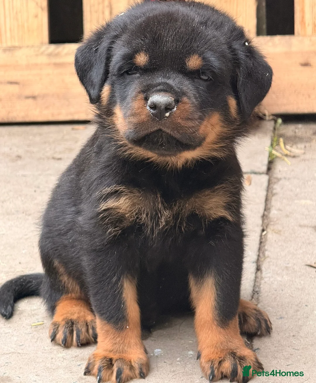 Rottweiler dogs for sale: Top quality kc pups for sale timitor X edelstein - Advert 7