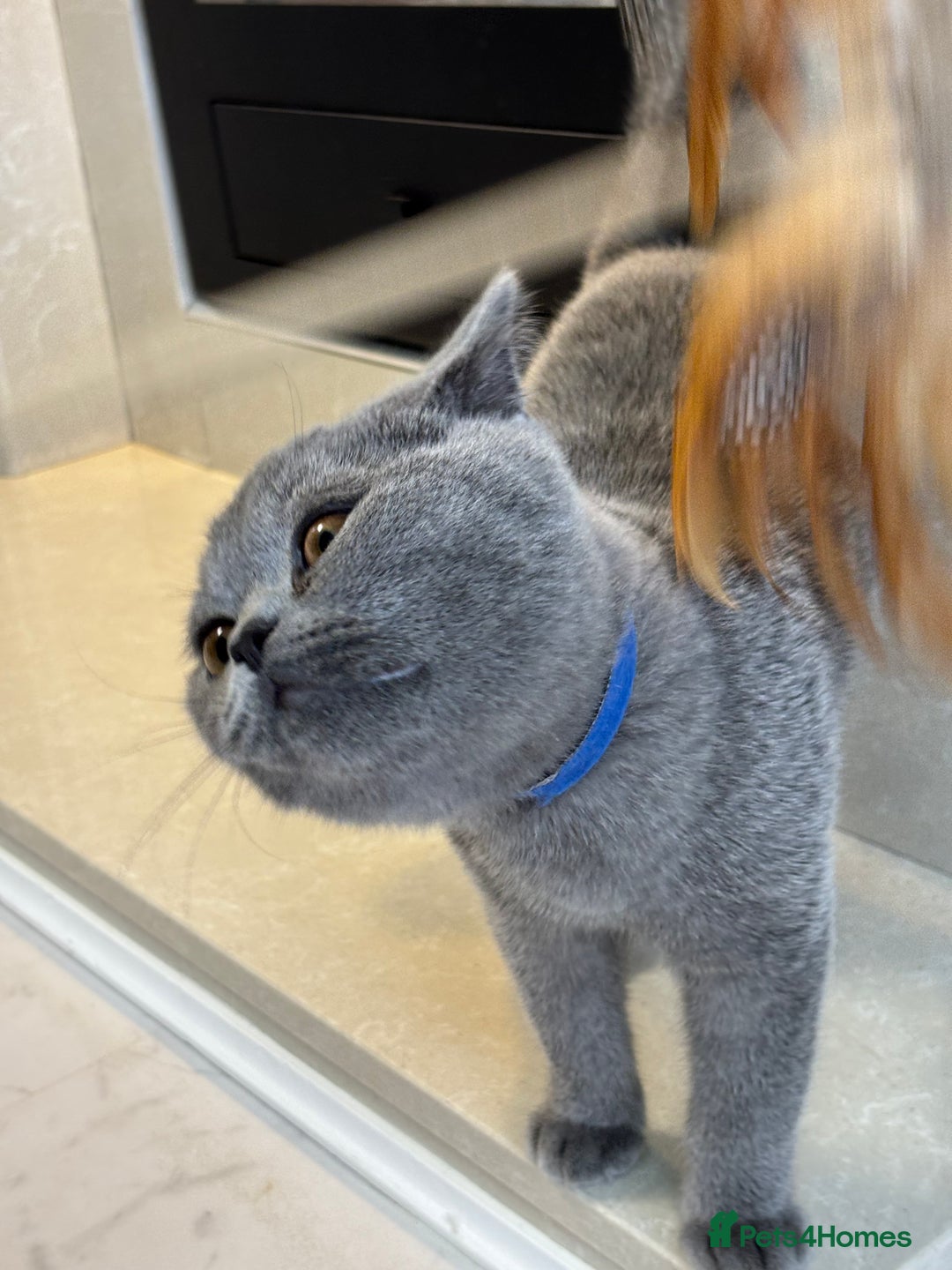 British Shorthair cats for sale: British Shorthair - Image 19
