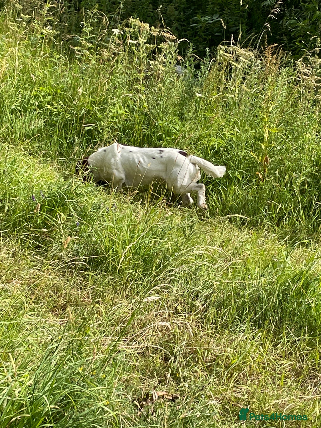 English Springer Spaniel dogs for stud: English Springer Spaniel Stud – “PADDY’S GILL LAD - Advert 6
