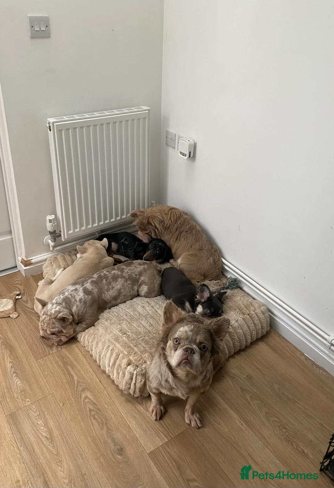 French Bulldog dogs for sale: PRINCE CHARMING😍 - Advert 8