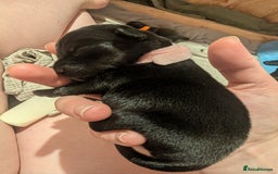 Mixed Breed dogs for sale: Doxie-Dales  - Image 31