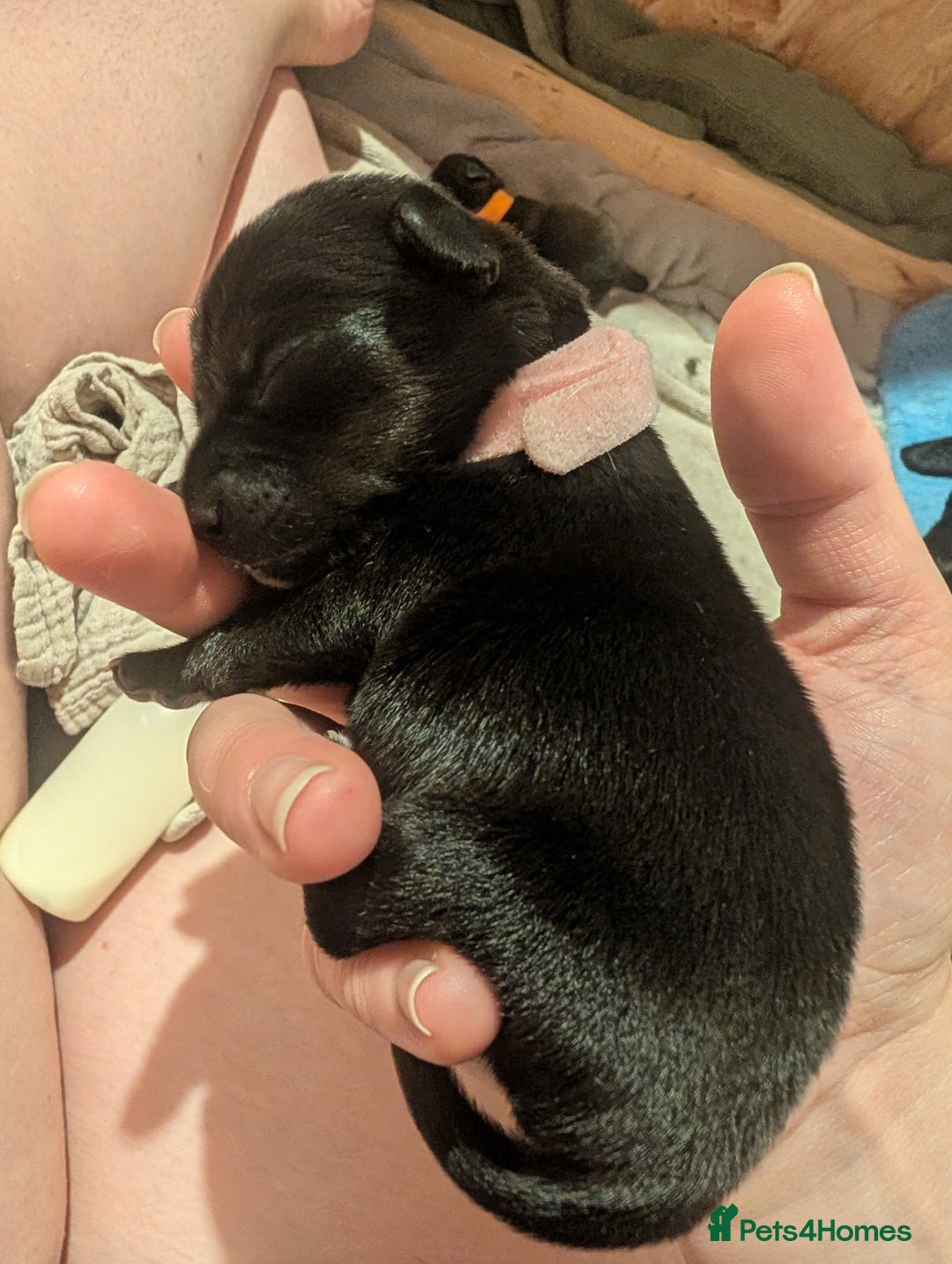 Mixed Breed dogs for sale: Doxie-Dales  - Image 31