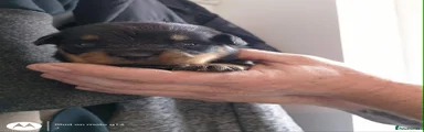Rottweiler 5