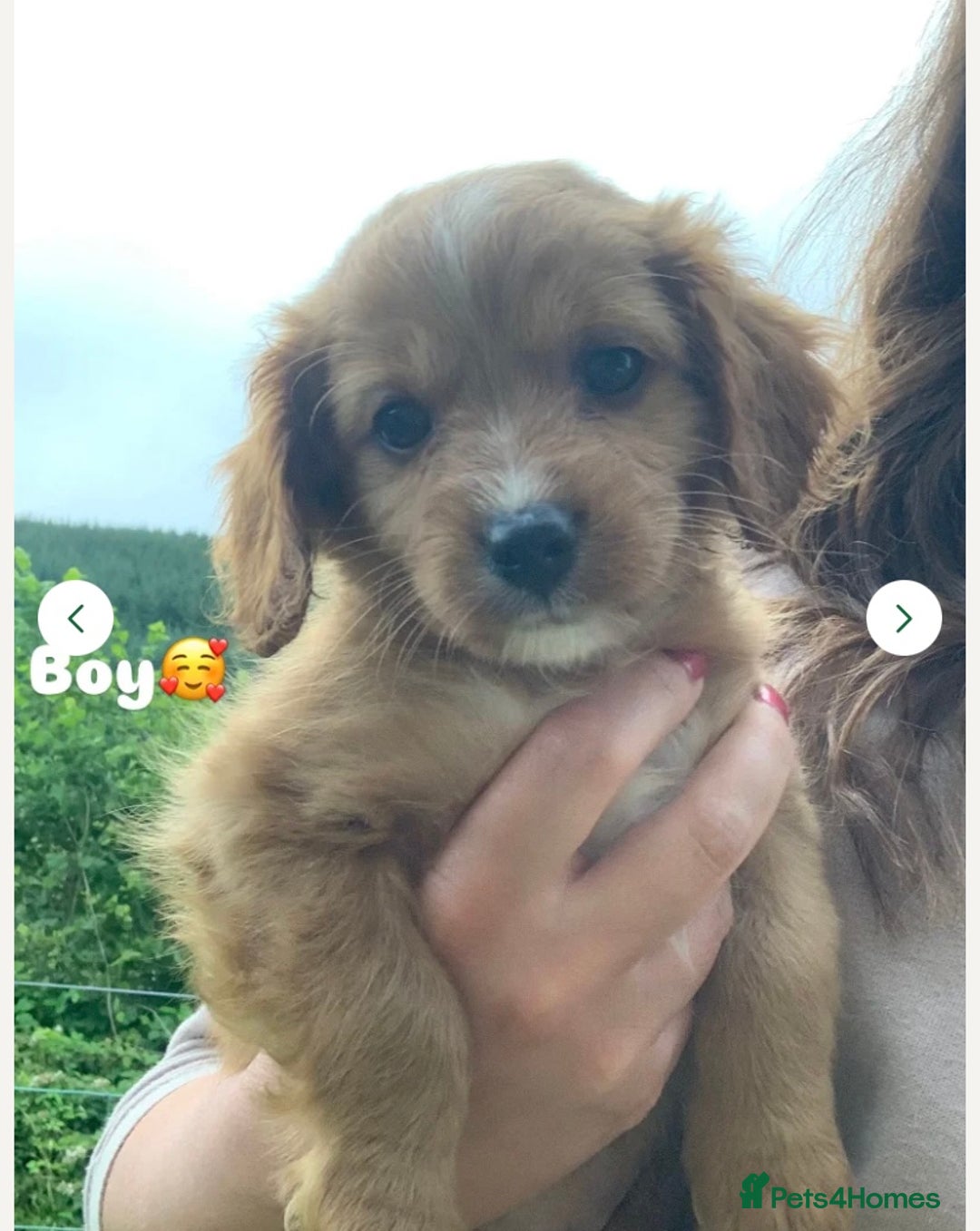 Cavapoo dogs for sale: Beautiful Cavapoo puppies  - Image 3