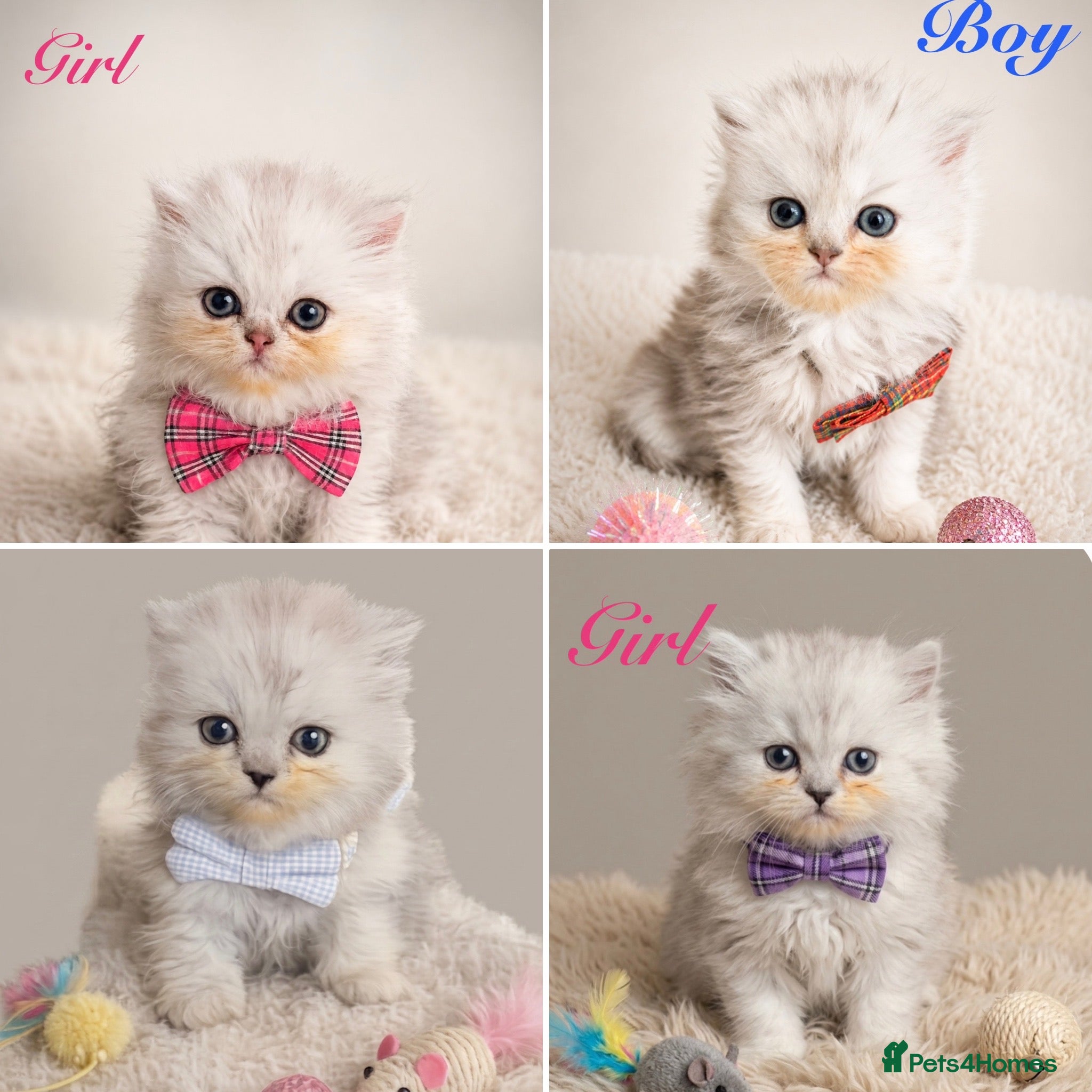 Persian cats Chunky dollface silver 4 chinchilla Persians  - Advert 6
