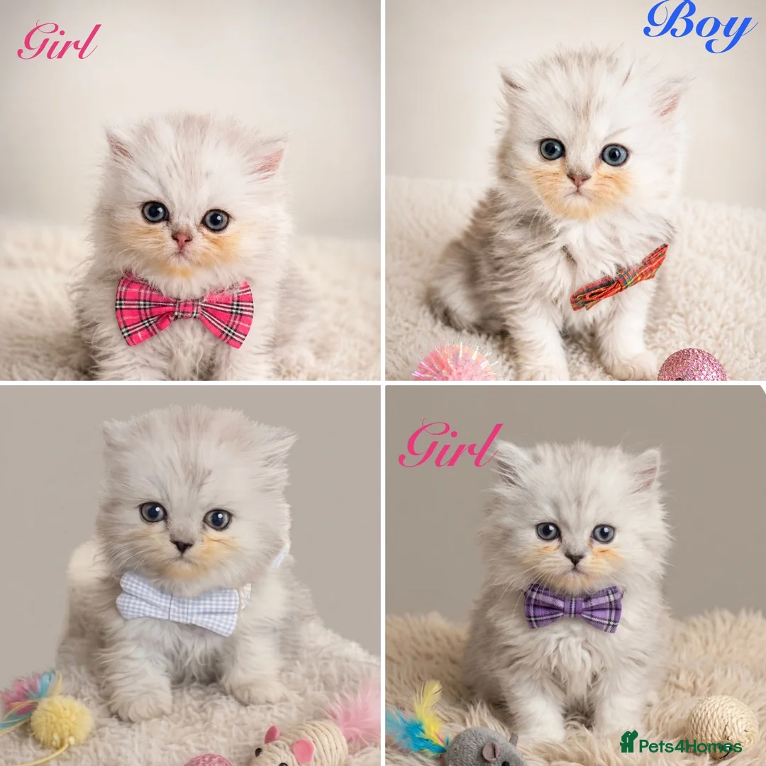 Persian cats for sale: Humums we are waiting for your lap for cuddles 🥰  - Advert 1