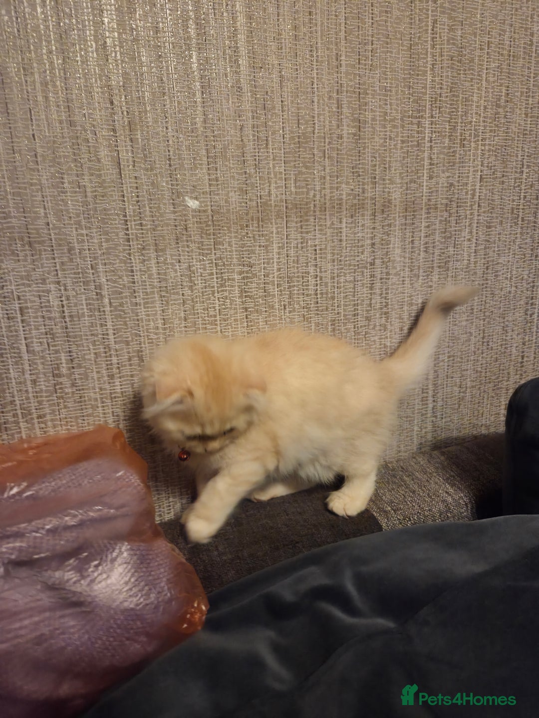 Scottish Fold cats for sale: !1 LEFT! BEAUTIFUL SCOTTISH FOLDS FOR SALE - Image 18