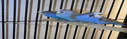 Lovebirds birds for sale: 8-12 months old budgies - Advert 4