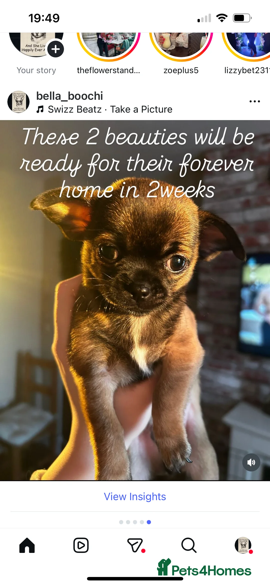 Chihuahua dogs for sale: Boy chihuahua smooth coat  - Advert 12