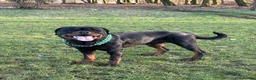 Rottweiler dogs for stud: Black Trovants Champion bloodline Rottweiler stud - Advert 7