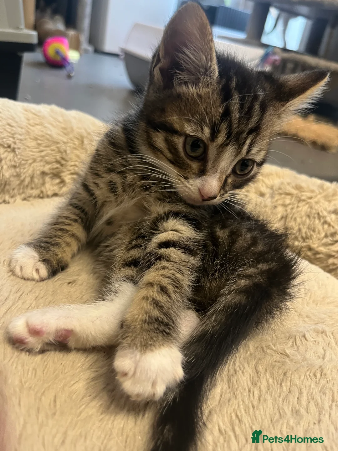 Mixed Breed cats for sale: Stunning 7 week old Mixed Breed Male Tabby Kittens - Advert 6