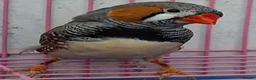 Finches birds for sale: MUTATION ZEBRA FINCHES ORANGE BREAST BLACK FACE - Advert 11