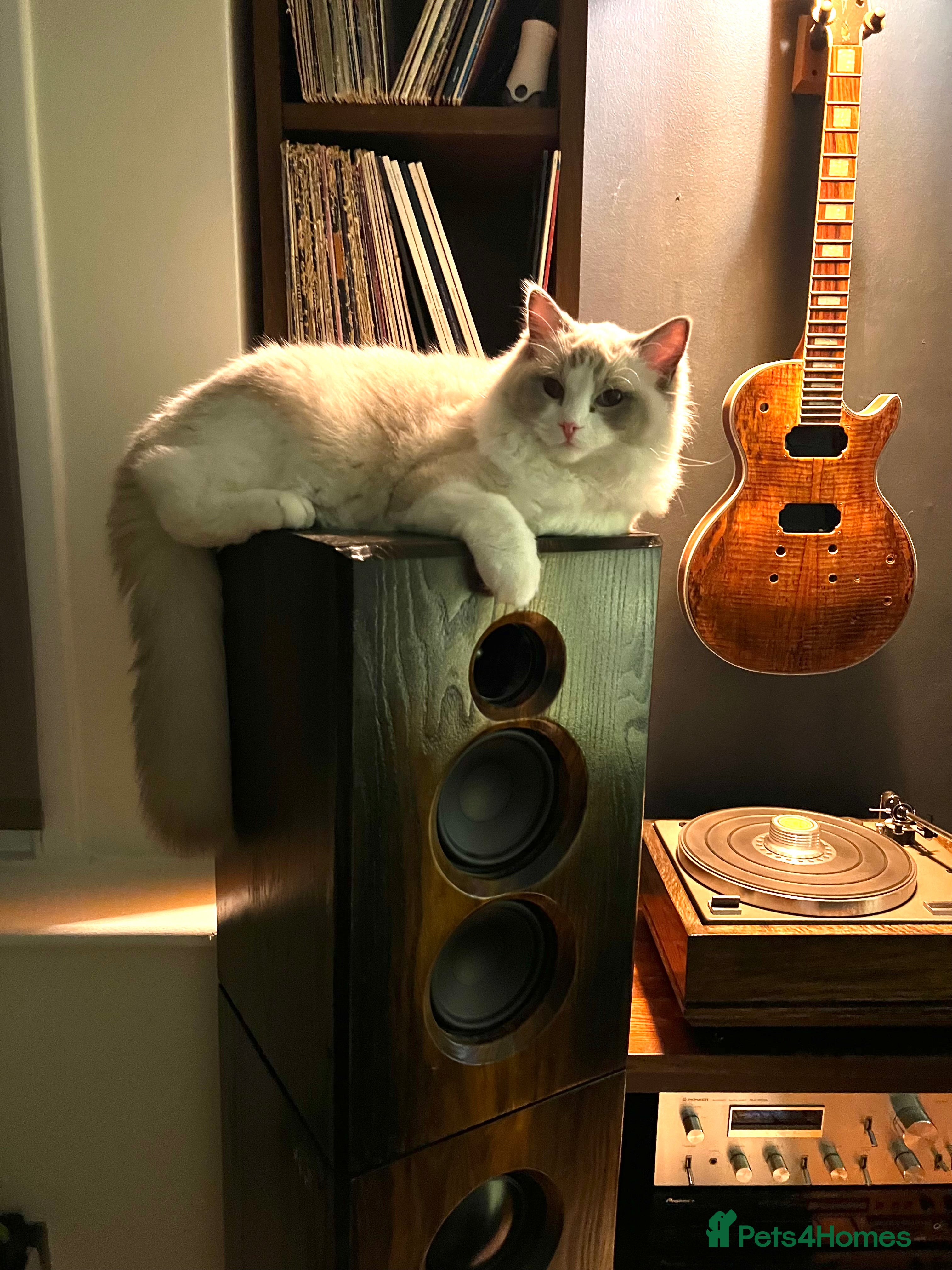 Ragdoll cats Beautiful Ragdoll Boy - Advert 8