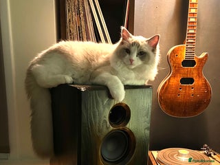 Ragdoll cats Beautiful Ragdoll Boy - Advert 8