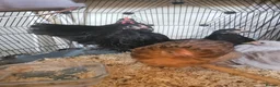 Chickens poultry for sale: 5 Pekin chickens  in Ormskirk - Advert 5