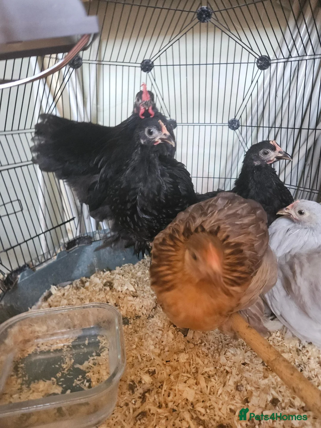 Chickens poultry for sale: 5 Pekin chickens  in Ormskirk - Advert 5