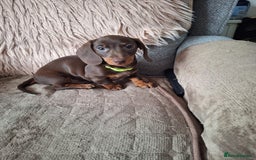 Dachshund dogs for sale: x2 Miniature Dachshund pups for sale  - Image 5