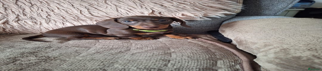 Dachshund Puppy 2