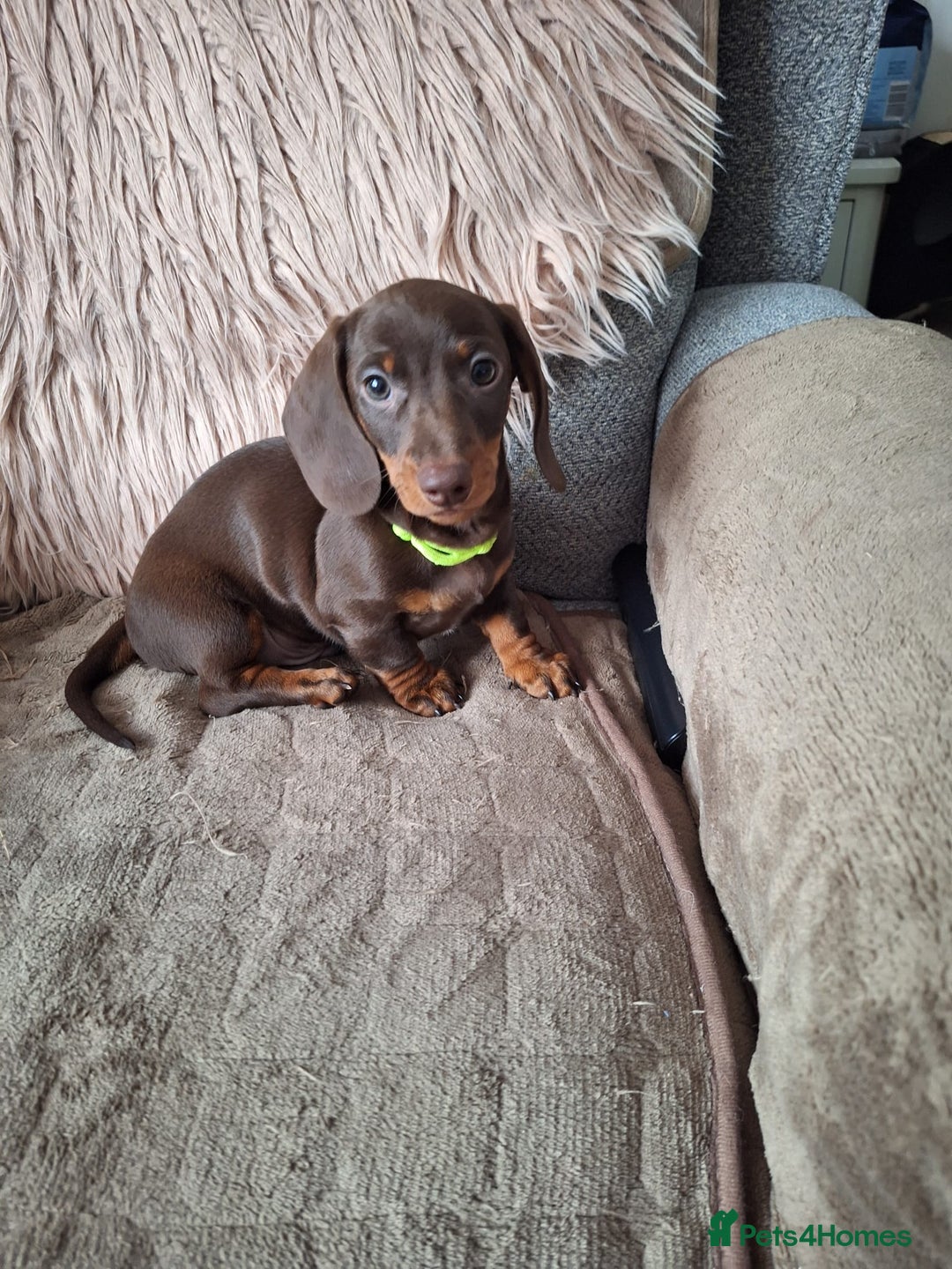 Dachshund dogs for sale: x2 Miniature Dachshund pups for sale  - Image 5