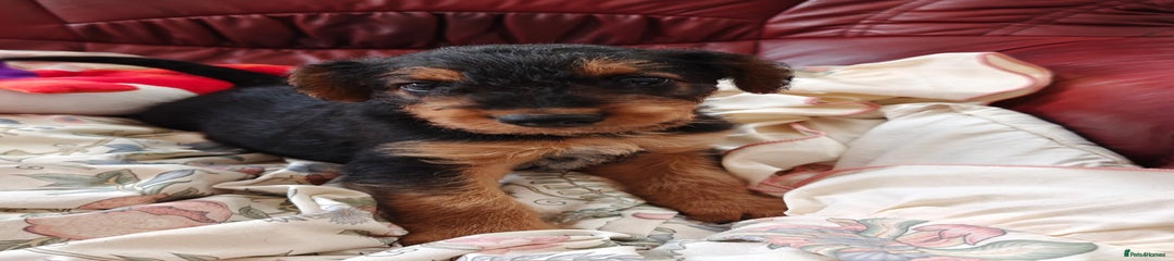 Airedale Terrier Puppy 2