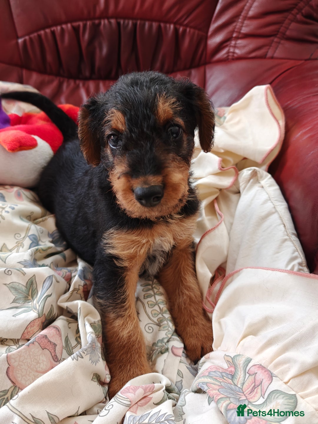 Airedale Terrier dogs for sale: Superb Airedale Terrier puppies Champion parents - Image 3