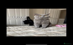 British Shorthair cats for sale: Blue British Shorthair kittens in Walsall - Image 2