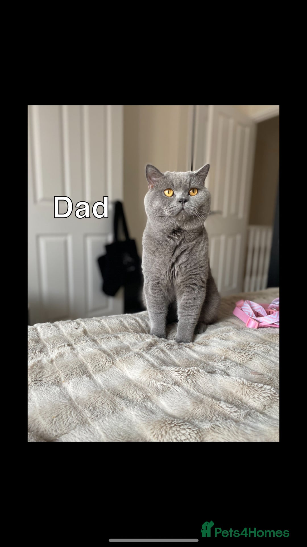 British Shorthair cats for sale: Blue British Shorthair kittens in Walsall - Image 2