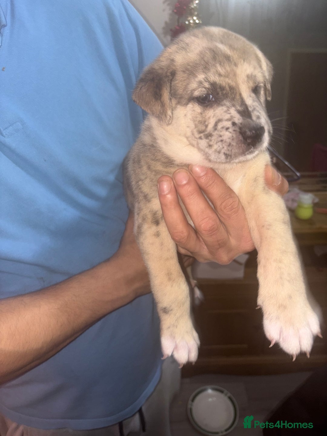 Mixed Breed dogs for sale: American akita  - Advert 13