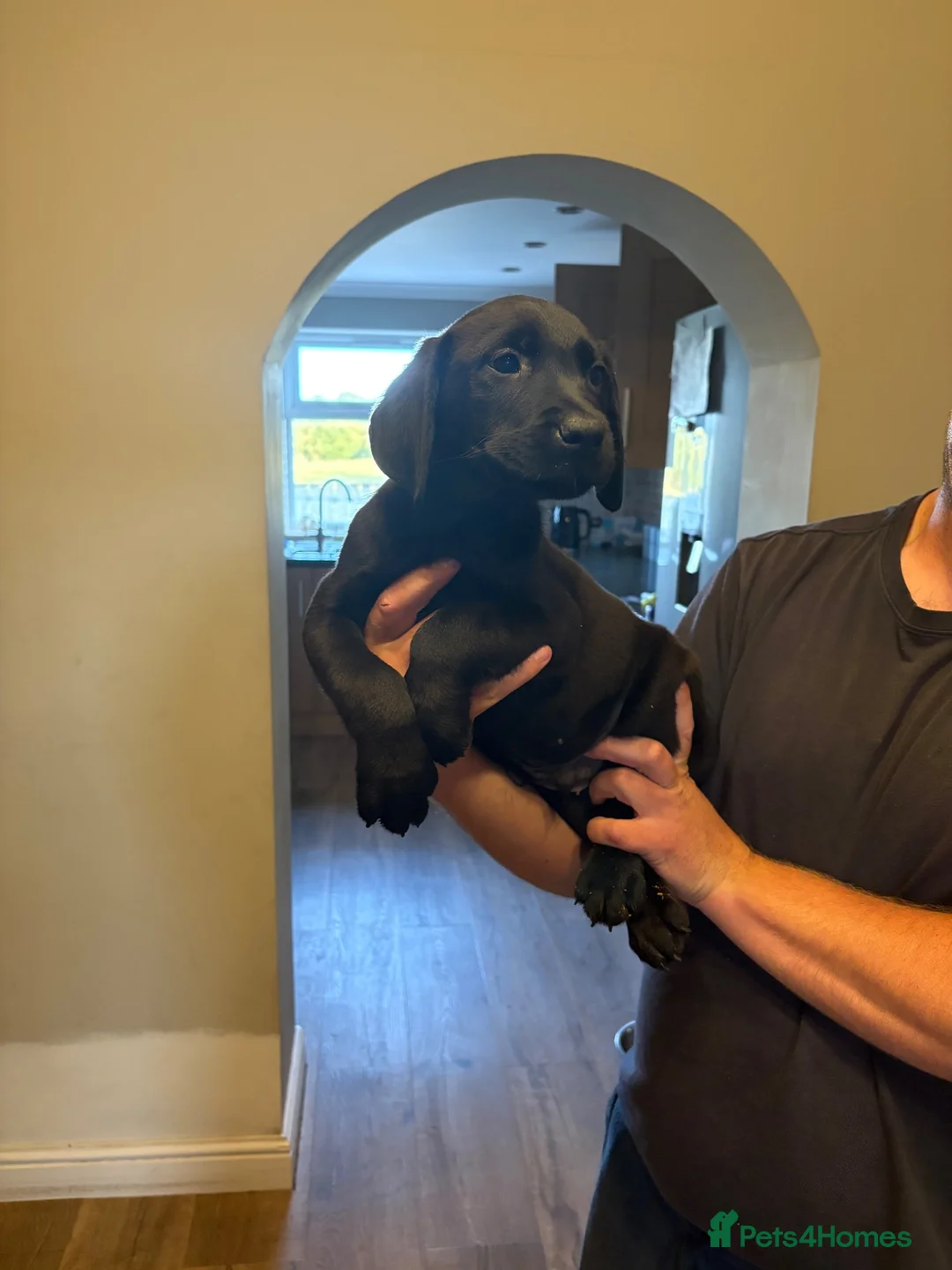 Labrador Retriever dogs for sale:  Fox red  Labrador puppys 1 AVAILABLE  - Advert 1