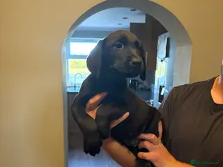 Labrador Retriever dogs Fox red Labrador puppys 1 AVAILABLE - Advert 15