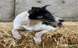 Border Collie dogs for sale: 21 Month Old Border Collie Bitch  - Image 3