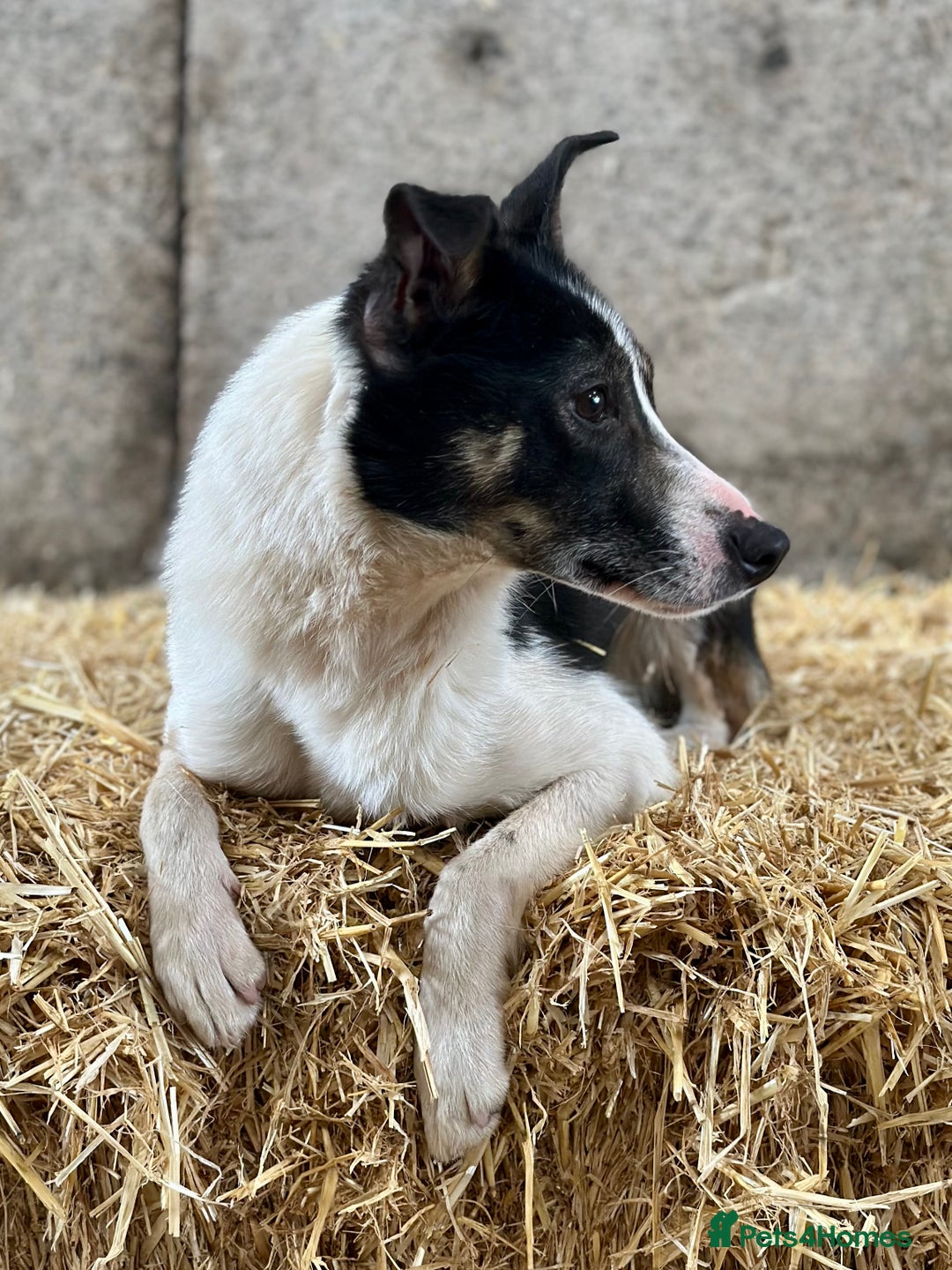 Border Collie dogs for sale: 21 Month Old Border Collie Bitch  - Image 3