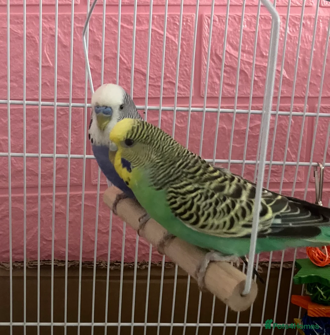 Budgerigars birds for sale: Pair of budgies and cage - Advert 1