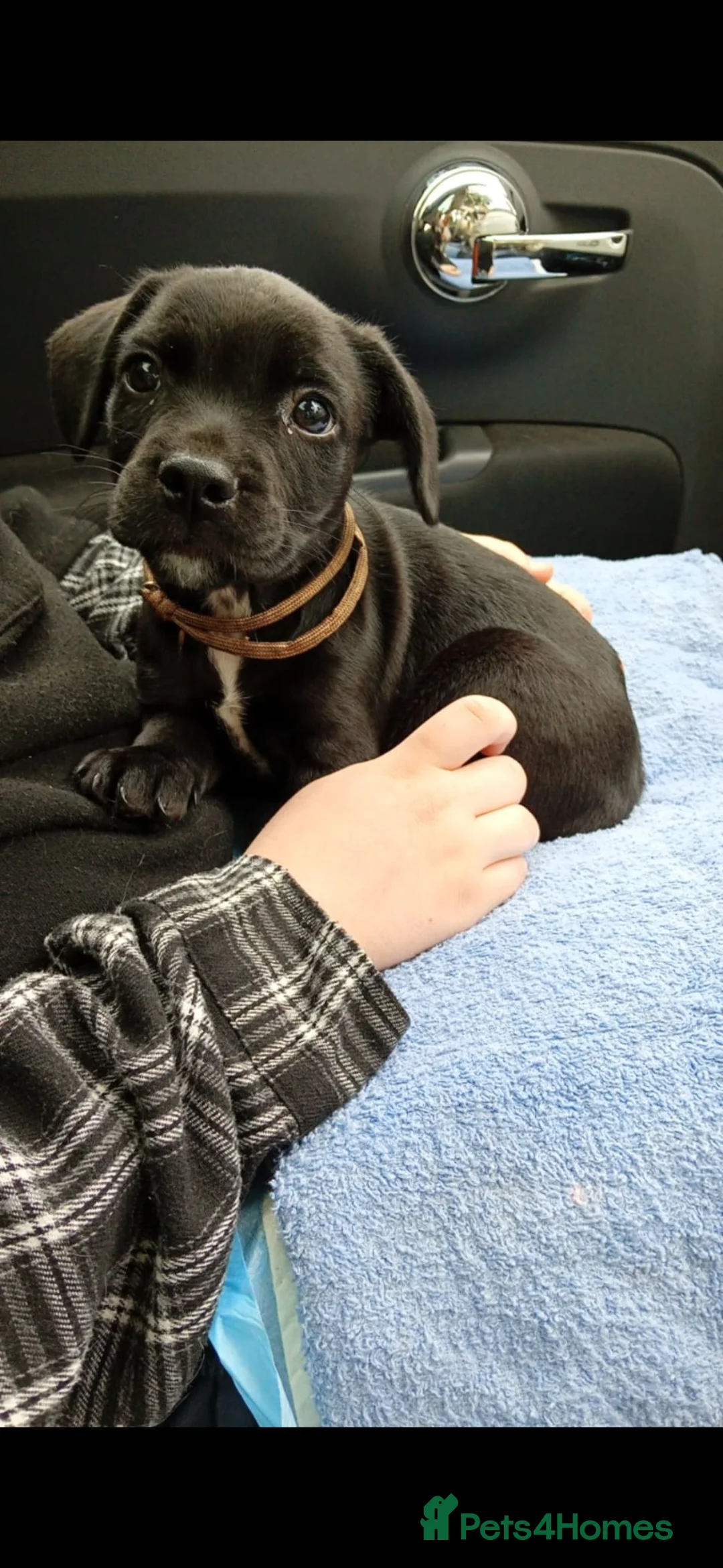 Mixed Breed dogs for sale: 4/6 beautiful black sprenchies - Advert 2