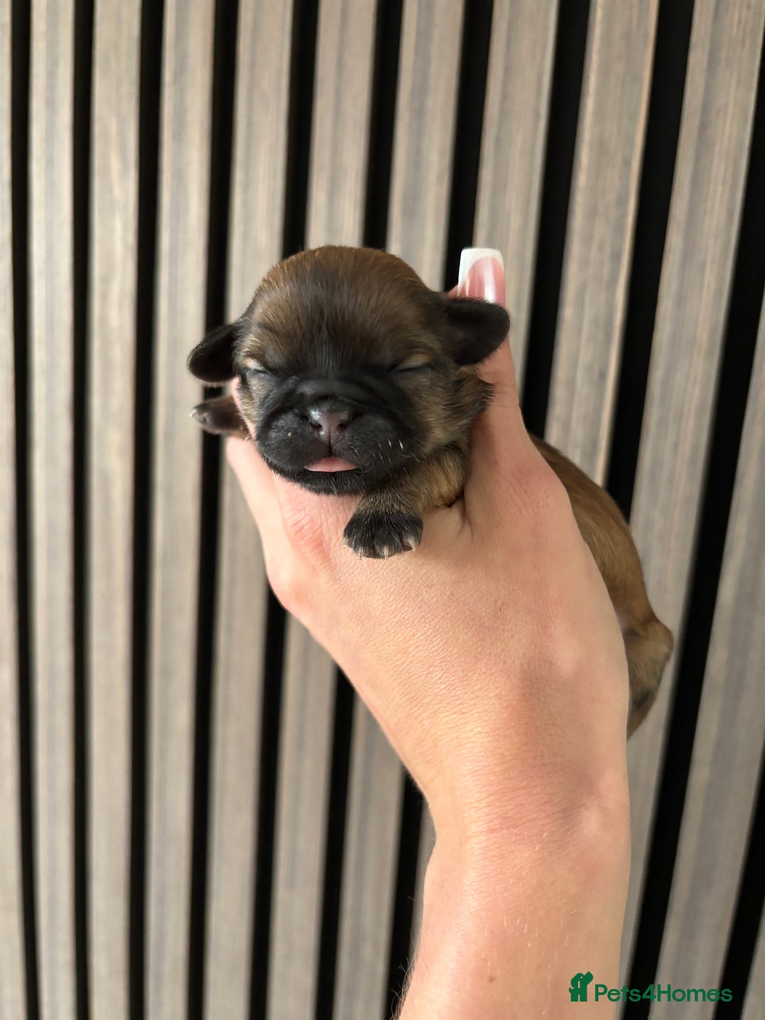 Shih Tzu dogs for sale: Imperial shihtzu - Image 1