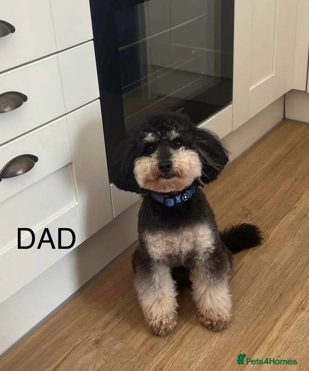 Cavapoochon dogs for sale: Beautiful Rare Phantom Toy Cavapoochon Puppies - Advert 8