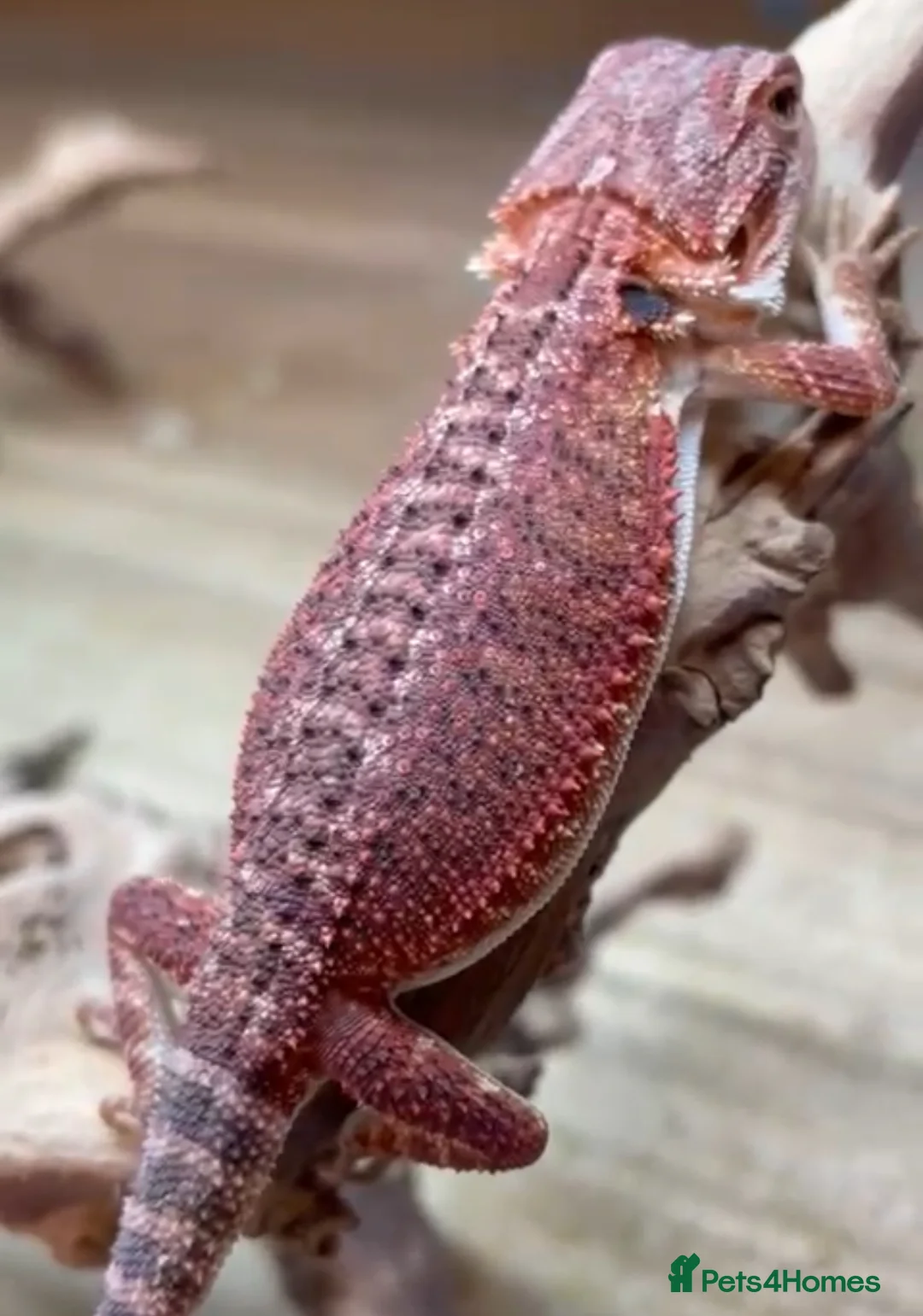 Bearded Dragon reptiles for sale: Red Monster Genetic Stripe Zero Hypo Trans License - Advert 14