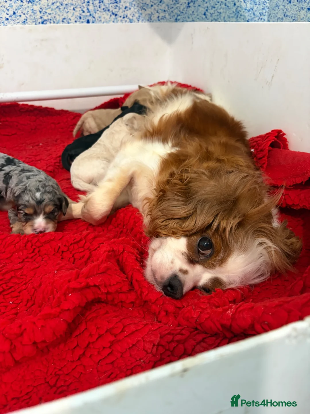 Cavapoo dogs for sale: F1 Beautiful cavapoo puppies Health tested parents - Advert 20