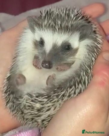 Pygmy Hedgehog rodents for sale: African Pygmy Hedgehog's  - Advert 1