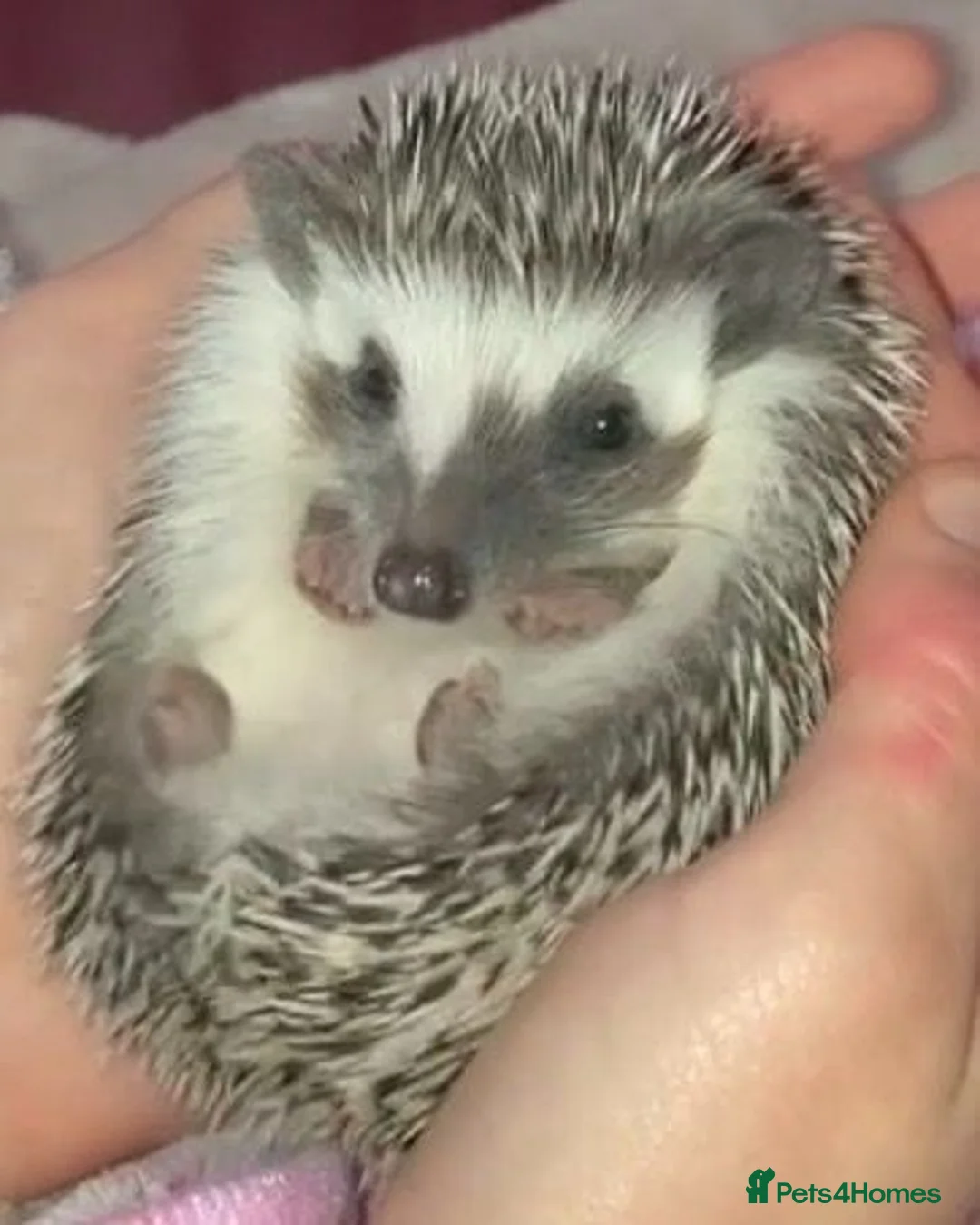 Pygmy Hedgehog rodents for sale: African Pygmy Hedgehog's  in Glasgow - Advert 1