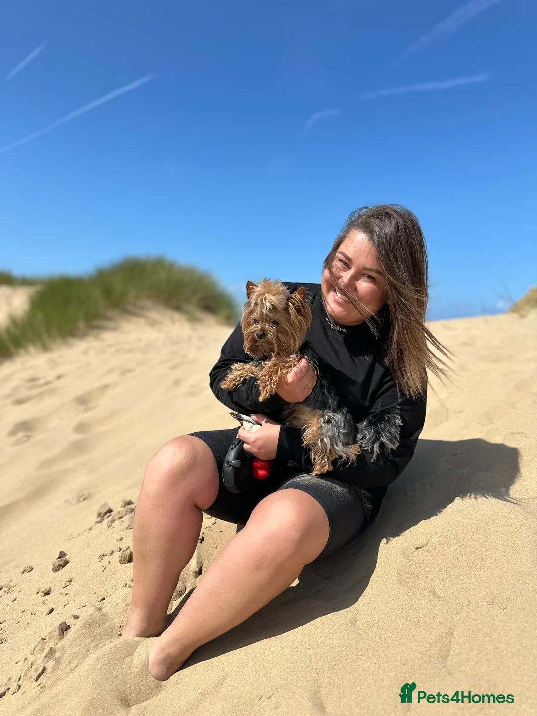 Yorkshire Terrier dogs for stud:  **  Yorkie for stud  in Leicester - Advert 14