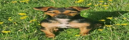 Jack Russell dogs for sale: Black & Tan & Tri-colour Jack Russell Terriers - Advert 7