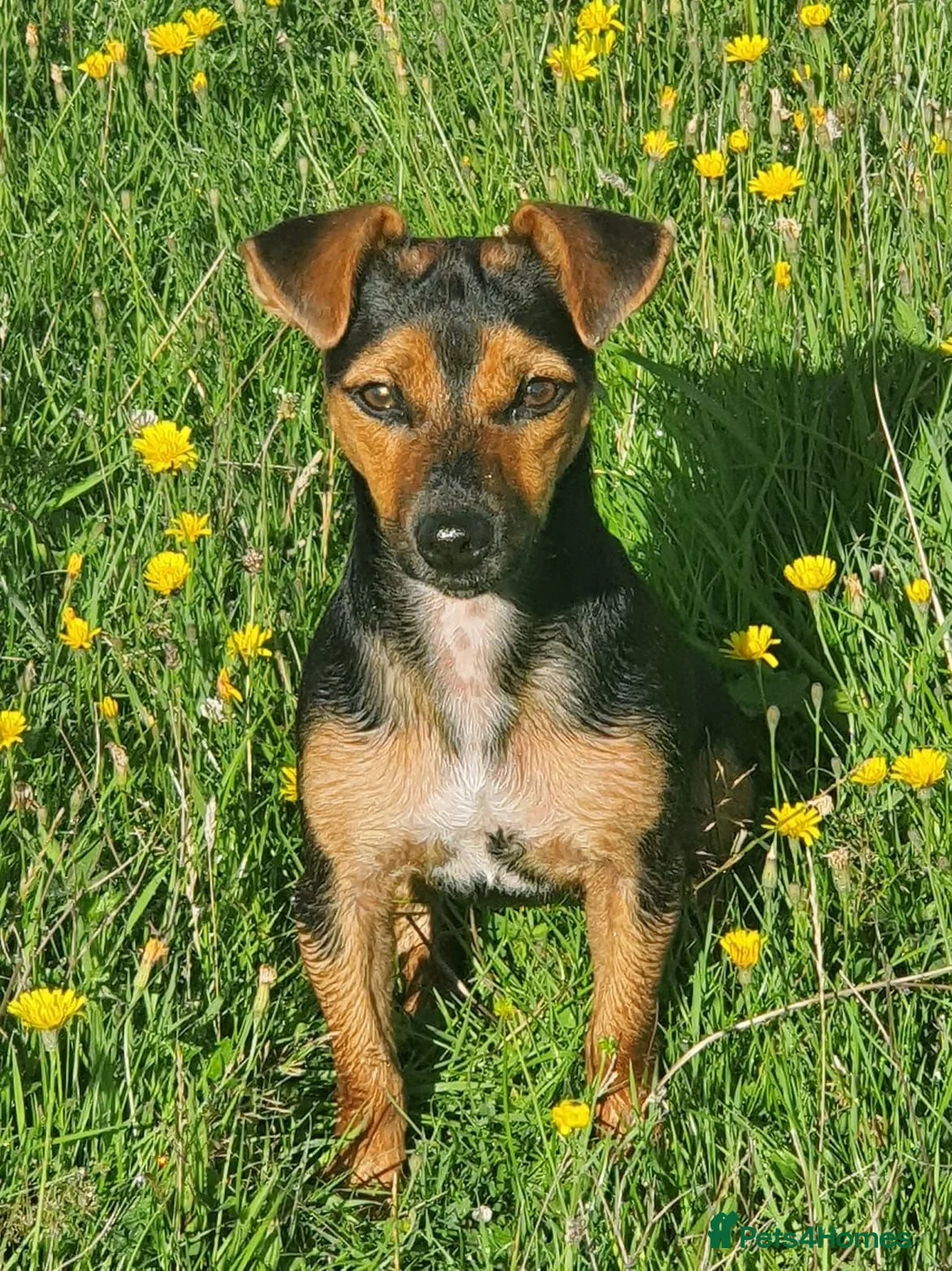 Jack Russell dogs for sale: Black & Tan & Tri-colour Jack Russell Terriers - Advert 7