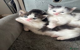 Mixed Breed cats for sale: Kittens for sale  - Image 4